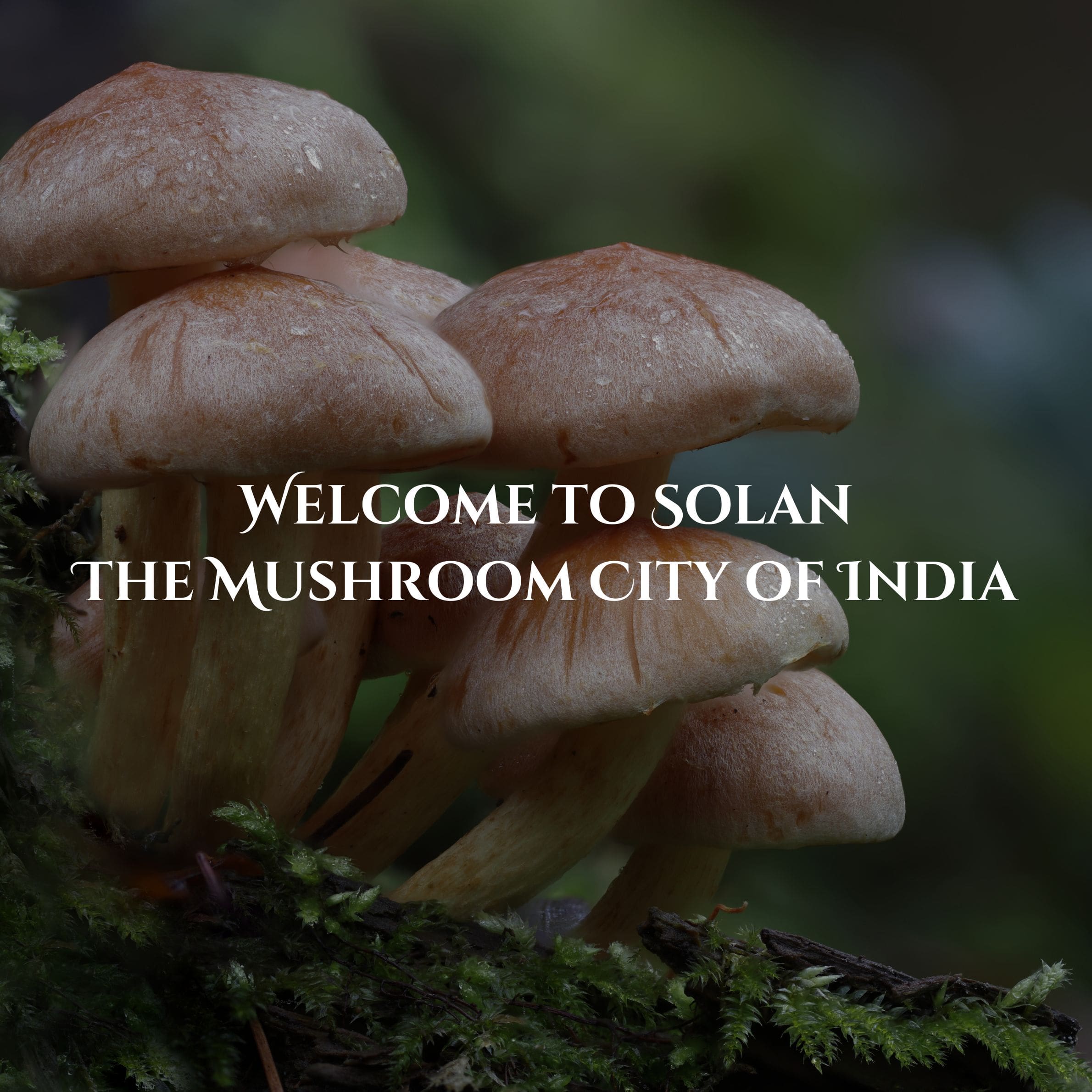 Welcome to Solan Himachal Pradesh | Mushroom City of India