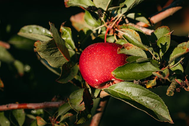 Low Altitude Apple Cultivation in Solan | High Density Farming