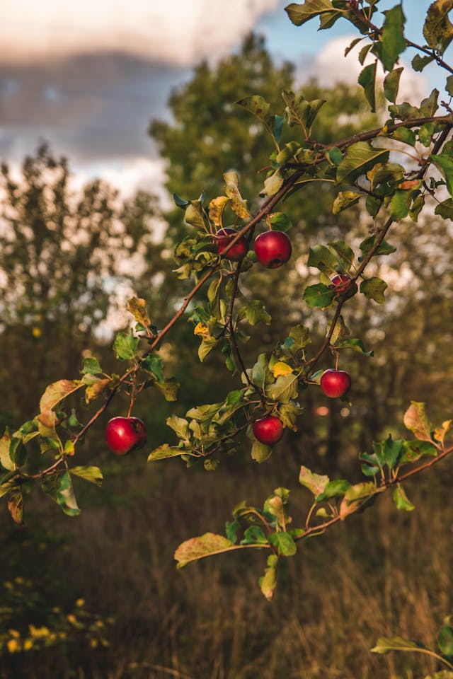 low altitude apple cultivation in solan
