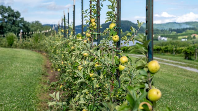 happy valley nursery solan