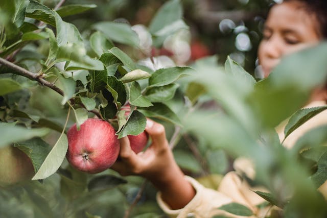 Happy Valley Nursery Solan | Apple and Kiwi Garden